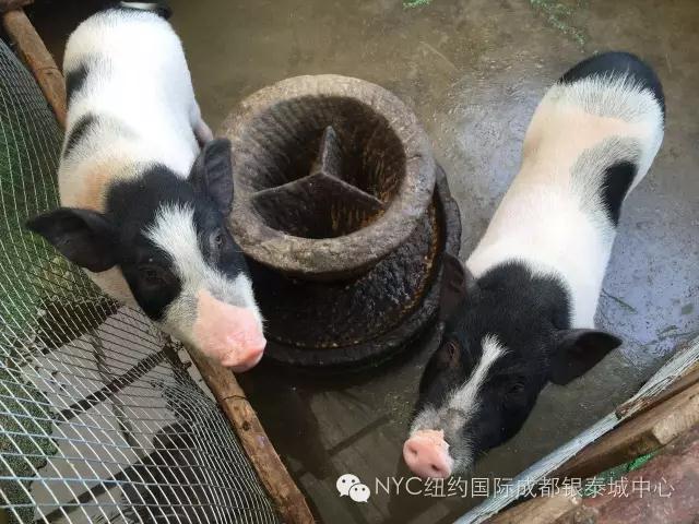 NYC紐約國際成都早教中心免費領取萌寵喂養體驗券