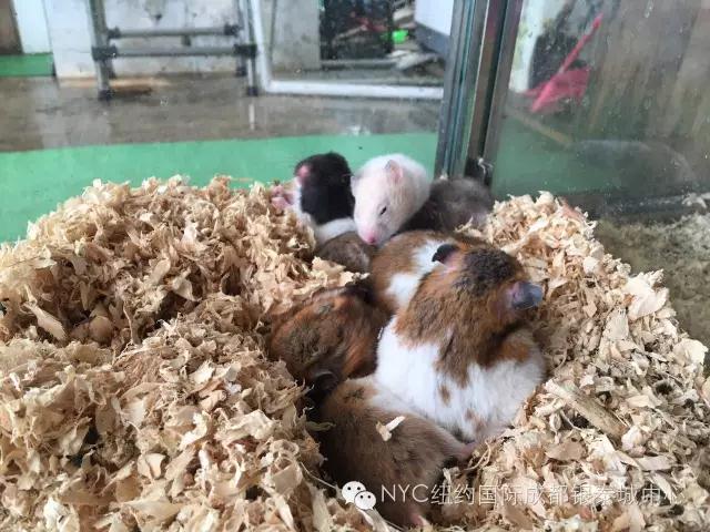 NYC紐約國際成都早教中心免費領取萌寵喂養體驗券