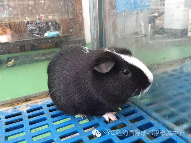 NYC紐約國際成都早教中心免費領取萌寵喂養體驗券