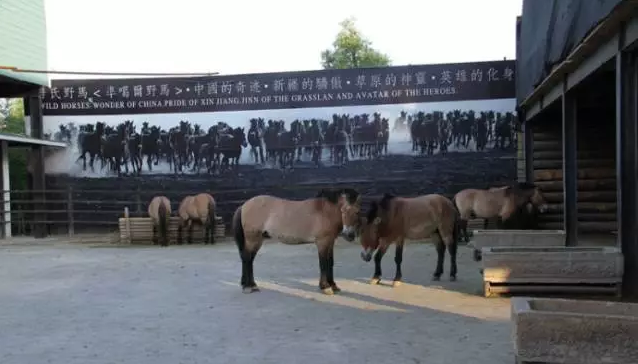 NYC紐約國際烏魯木齊早教中心參觀野馬國際古生態園