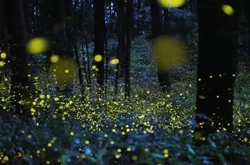 NYC紐約國際江蘇常州巨凝中心：【活動預告】仲夏夜之夢，寶貝天天樂！