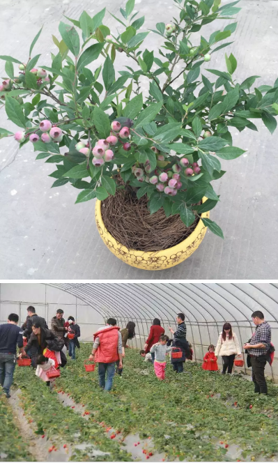【活動招募】NYC植樹節開始啦！