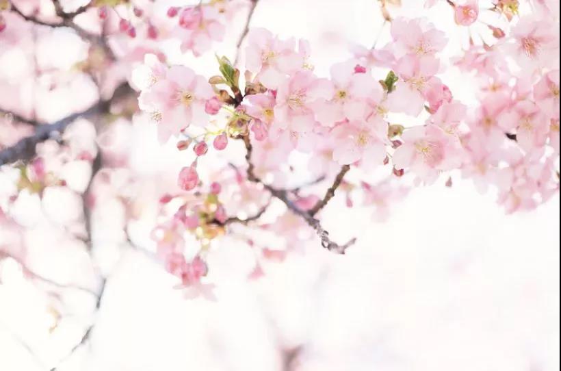 http://www.scarcitymarket.com/shunde