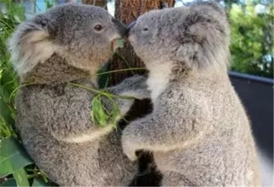 NYC大連印象城中心：“么么”動物園活動招募