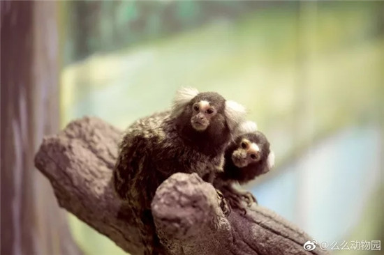 NYC大連印象城中心：“么么”動物園活動招募