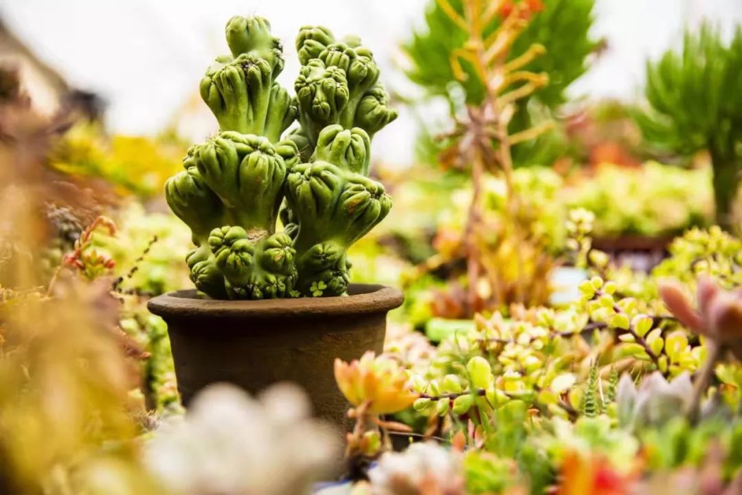 NYC紐約國際房山早教中心：活動招募 | 植樹節活動開始招募啦！