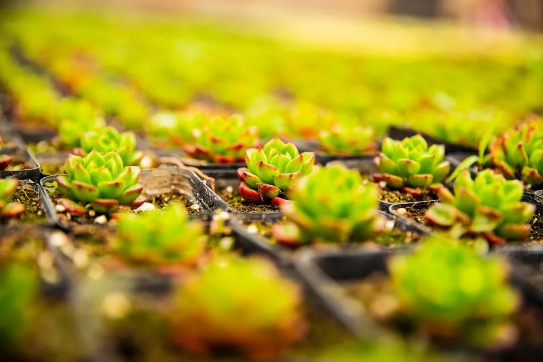 NYC紐約國際房山早教中心：活動招募 | 植樹節活動開始招募啦！