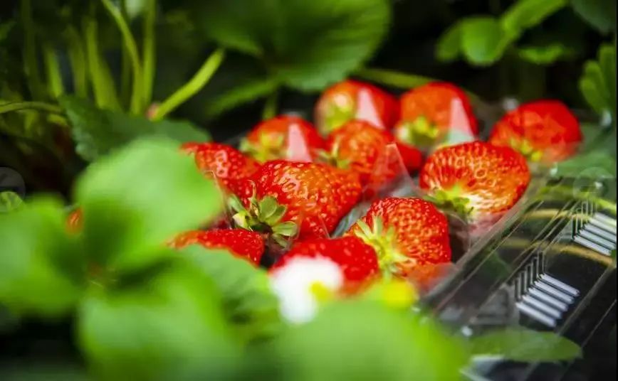 NYC紐約國際房山早教中心：活動招募 | 植樹節活動開始招募啦！